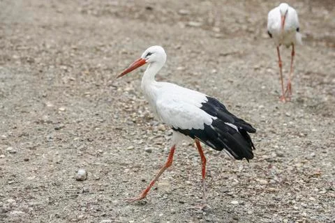 Two storks walking on the ground Stock-Fotos