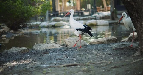 Two storks walking by the lake on a sunny day. Stock Footage 126776141