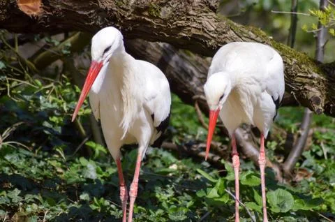 Two storks in a wood Stock Photos