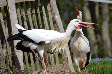 Two storks in a wood Stock Photos