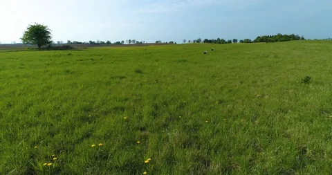 Two storks(ciconia ciconia) are walking on the field looking for food Stock Footage 99553958