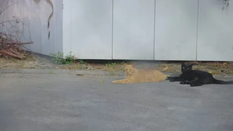 Two Strange Cats, one Orange and one Black, in Nishinari Neighborhoods Japan Stock Footage 345277815