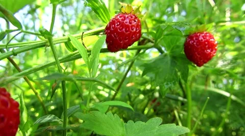 Two strawberries Stock Footage 68803972