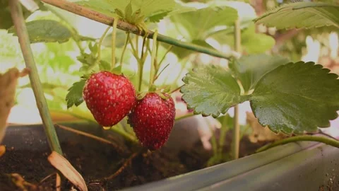 Two strawberries hanging from a branch Stock Footage 146687897