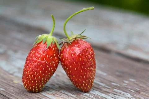Two strawberries Stock Photos