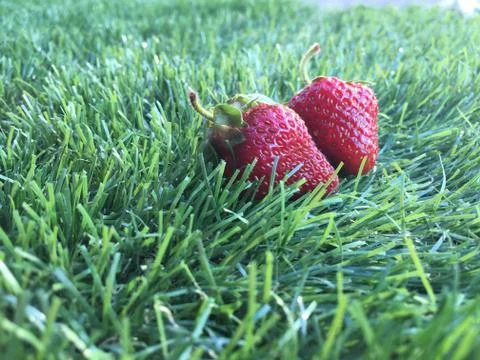 Two strawberrys on the grass Stock Photos