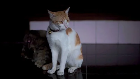 Two stray cats are cleaning themselves up Stock Footage 98139841