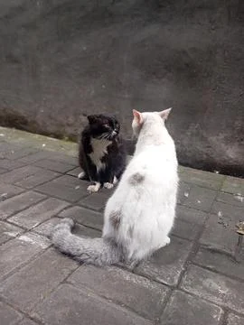 Two stray cats are facing each other in a tense standoff on the pavement Foto stock