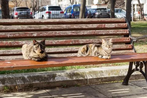 Two stray cats bask in the sun on a bench in a city public park. Stock Photos