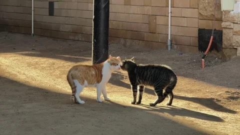 Two Stray Cats Confronting Each Other on Sandy Street in City Courtyard Vídeo Stock 333246661