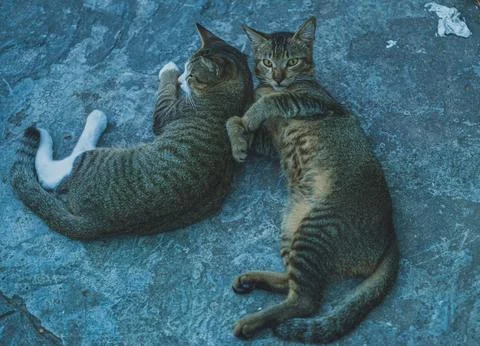 Two stray cats cuddling for warmth Stock Photos