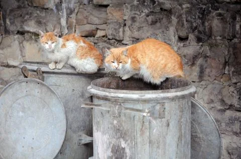 Two stray cats on garbage bins Stock Photos