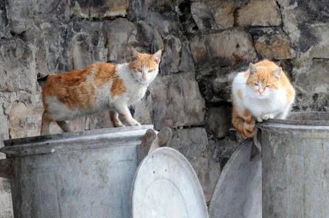 Two stray cats on garbage containers Stock Photos
