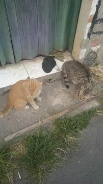 Two stray cats, ginger and tabby, sitting on an urban sidewalk near a green.. Fotos de archivo