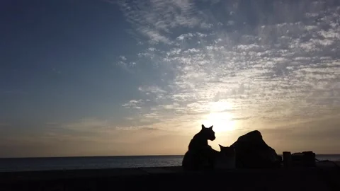 Two Stray Cats Grooming at Sunset, Summer in Okinawa, Japan Stock Footage 275901232