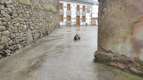 Two stray cats mating in an old town street Stock Footage 342348037
