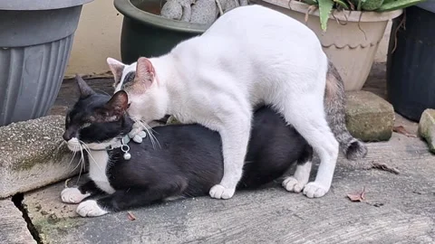 Two Stray Cats Mating Outdoors Vídeo Stock 331422310