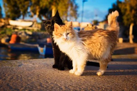 Two stray cats Stock Photos