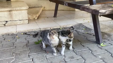 Two stray cats playing together in the garden. Kittens having fun. Stock Footage 146727427