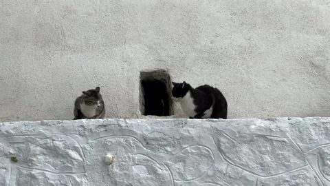 Two stray cats resting on a whitewashed stone wall beside a small square opening Stock Footage 346745899