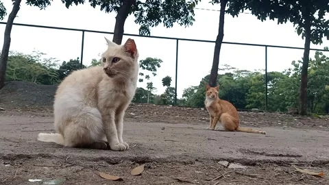 Two Stray Cats Sitting Alert and Observing Surroundings Outdoors Stock Footage 329845019