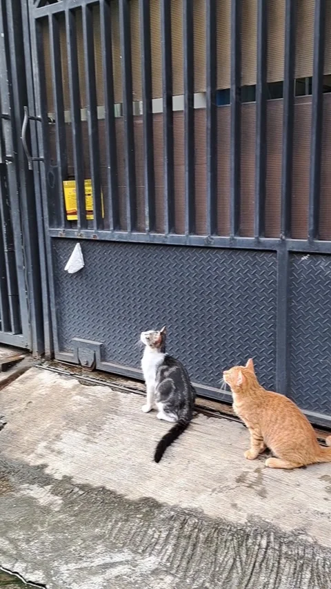 Two Stray Cats Sitting by a House Gate Stock Footage 331418488
