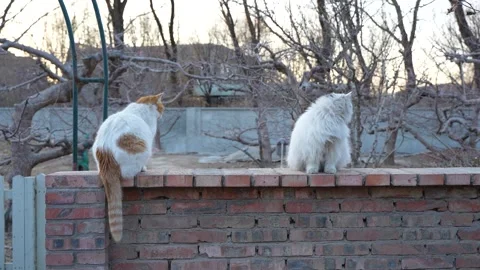 Two stray cats on the wall Stock Footage 264511133
