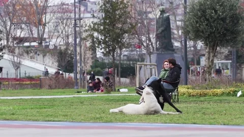 Two stray dogs are playing and biting. Stock Footage 150212025