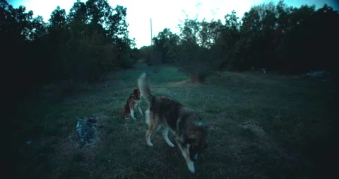 Two Stray Dogs In A Grassy Clearing At Dusk Stock Footage 301452582