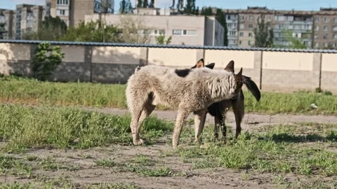 Two Stray Dogs Interacting Socially in Urban Park Setting Stock Footage 308230083