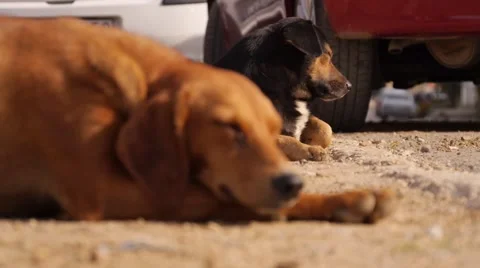 Two Stray Dogs Lying Down Stock-Footage 55448032
