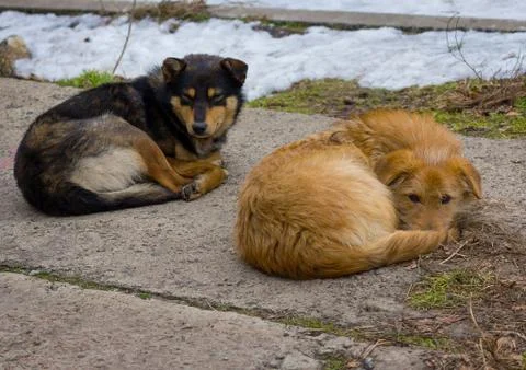 Two stray dogs Stock Photos