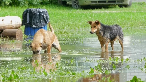 Two stray dogs play in the pool of the park. Stock Footage 85387321