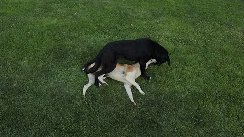 Two stray dogs playing together in the park enjoying the playful atmosphere. Stock Footage 283285960