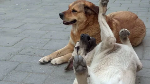 Two Stray Dogs Playing Together on Urban Sidewalk Stock Footage 331327570