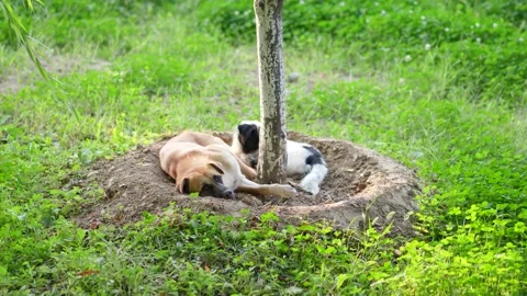 Two stray dogs resting on the grass Stock Footage 218286324