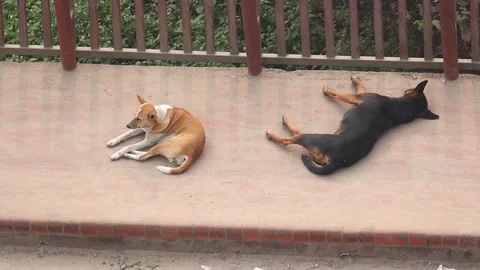 Two stray dogs resting on the ground of a roadside footpath. Stock Footage 317867766