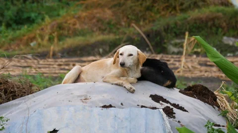 Two Stray dogs resting in a shade on a vegetable field surrounded by nature Stock Footage 258660054