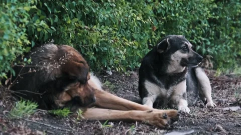 Two Stray Dogs Resting Together Before One Walks Away Stock Footage 314014172