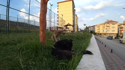 Two Stray Dogs By A Road Scratching And Licking Stock Footage 109068838
