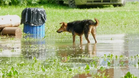 Two stray dogs run and play in the water. Video stock 85386778