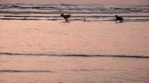 Two Stray Dogs Running and jumping In The Seashore During Dramatic Sunset Stock Footage 285147732
