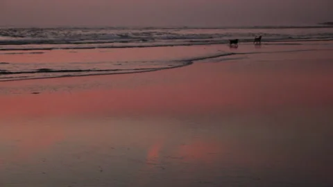 Two stray dogs running in the seashore during dramatic sunset. Wide shot. Stock Footage 284563120