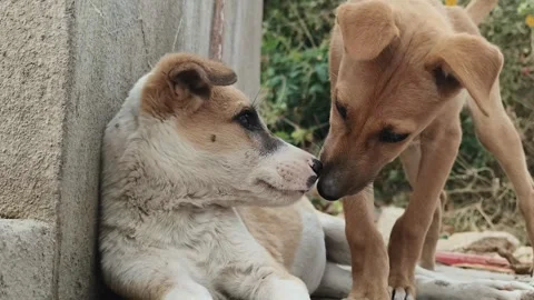 Two Stray Dogs Sharing a Gentle Bonding Moment Stock Footage 327970040