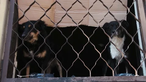 Two stray dogs sitting in an abandoned house near the window with iron bars. Stock Footage 143769878