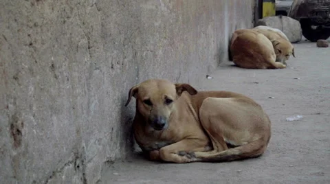 Two stray dogs sleeping beside the wall Stock Footage 58484866
