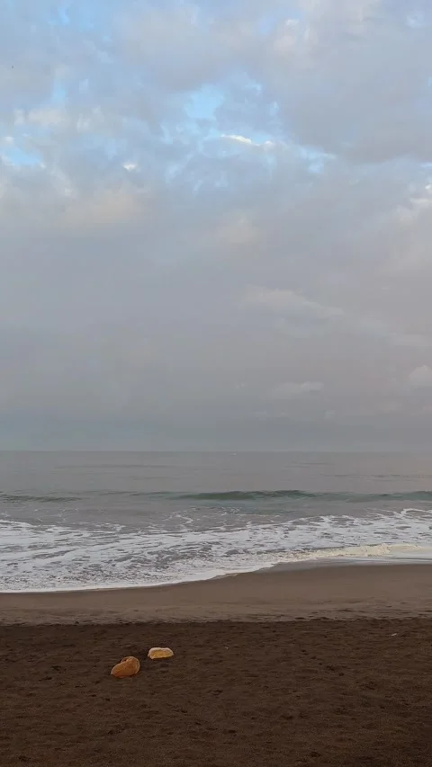 Two Stray Dogs Sleeping on Sandy Beach Near Waves Under Cloudy Sky Stock Footage 345296972