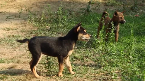 Two Stray Dogs Standing Together on Grass in Rural Area Stock Footage 325332713