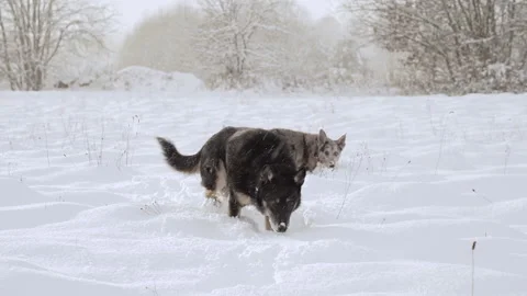 Two stray dogs. Two dogs are walking around the countryside in sunny winter day. Stock Footage 228880395