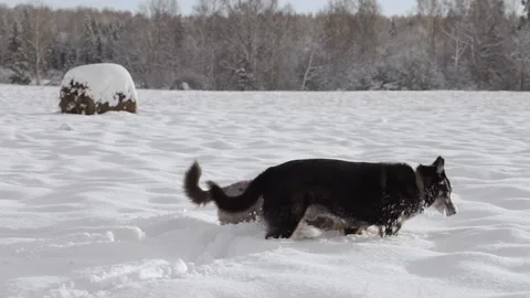 Two stray dogs. Two dogs are wandering around the countryside in winter day. Video stock 231101676